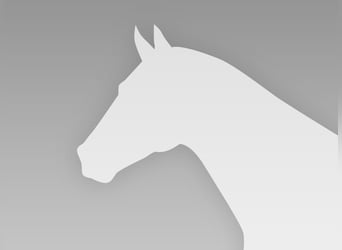Hanoverian, Gelding, 6 years, 17.2 hh, Bay-Dark
