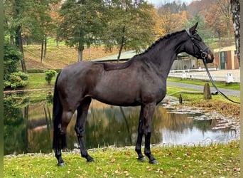 Quentina