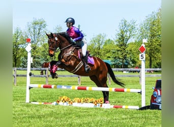 American Quarter Horse, Mare, 12 years, 16 hh, Bay, in Canal Winchester