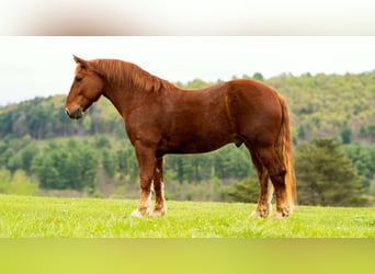 Draft Horse, Gelding, 7 years, 16 hh, Chestnut, in Clearville