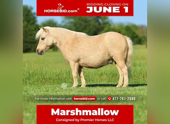 More ponies/small horses, Gelding, 5 years, 8.2 hh, Palomino, in Buffalo