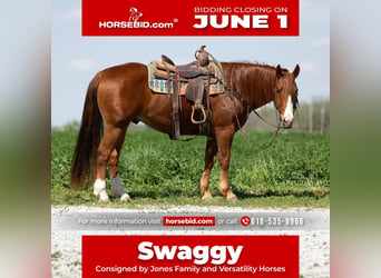 American Quarter Horse, Gelding, 7 years, 15 hh, Sorrel, in Lewistown