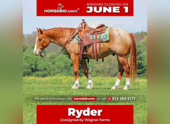 American Quarter Horse, Gelding, 9 years, Roan-Red, in Clarion