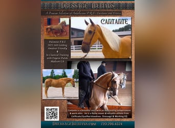 PRE, Gelding, 5 years, Palomino, in Madison, GA