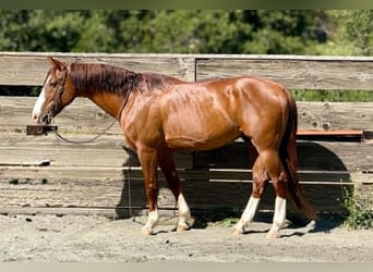 American Quarter Horse, Gelding, 10 years, 14.2 hh, Sorrel, in King City