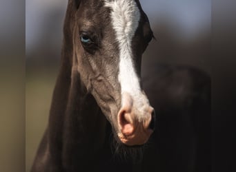 Akhal-Teke, Stallion, 4 years, 15.3 hh, Black