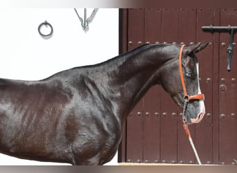 Akhal-Teke, Stallion, 4 years, 15.3 hh, Black