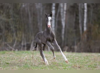 Akhal-Teke, Stallion, 4 years, 15.3 hh, Black