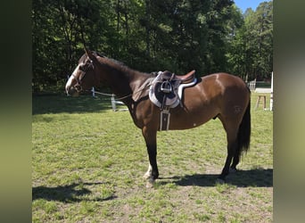 American Paint Horse, Gelding, 12 years, 15.1 hh, Overo-all-colors