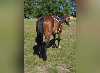 American Paint Horse, Gelding, 12 years, 15.1 hh, Overo-all-colors