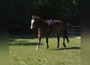 American Paint Horse, Gelding, 12 years, 15.1 hh, Overo-all-colors