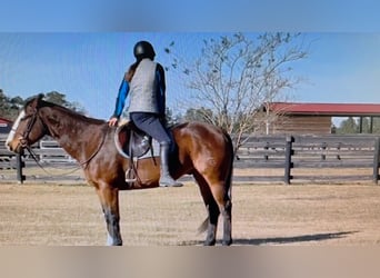 American Paint Horse, Gelding, 12 years, 15.1 hh, Overo-all-colors