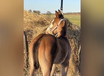 American Paint Horse, Stallion, Foal (03/2026), 15 hh, Brown