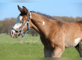 American Paint Horse, Stallion, Foal (03/2026), 15 hh, Brown