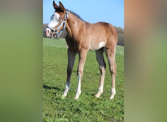 American Paint Horse, Stallion, Foal (03/2026), 15 hh, Brown