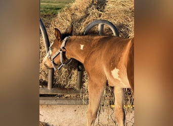 American Paint Horse, Stallion, Foal (03/2026), 15 hh, Brown