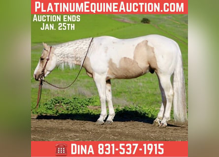 American Quarter Horse, Gelding, 10 years, 15 hh, Tobiano-all-colors