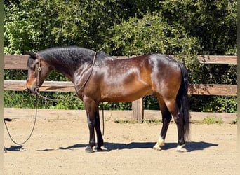 American Quarter Horse, Gelding, 12 years, 14.1 hh, Bay