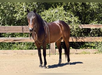 American Quarter Horse, Gelding, 12 years, 14.1 hh, Bay