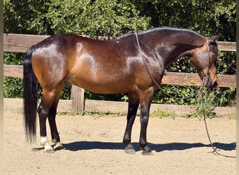 American Quarter Horse, Gelding, 12 years, 14.1 hh, Bay