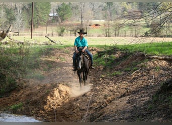 American Quarter Horse, Gelding, 3 years, 15.1 hh, Grey