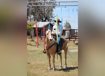 American Quarter Horse, Gelding, 6 years, 14.2 hh, Palomino