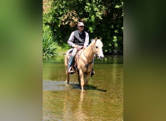 American Quarter Horse, Gelding, 6 years, 14.2 hh, Palomino
