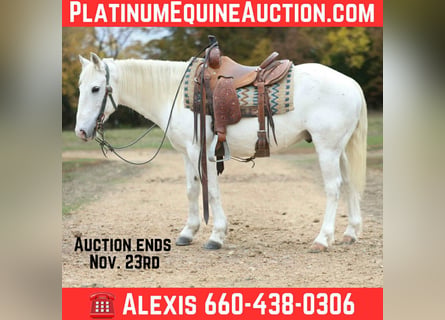 American Quarter Horse, Gelding, 7 years, Grey