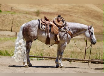 American Quarter Horse, Gelding, 9 years, 14.2 hh, Grey