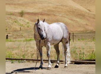 American Quarter Horse, Gelding, 9 years, 14.2 hh, Grey