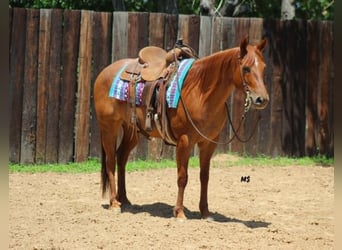 American Quarter Horse, Mare, 7 years, 15 hh, Sorrel