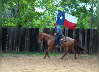 American Quarter Horse, Mare, 7 years, 15 hh, Sorrel