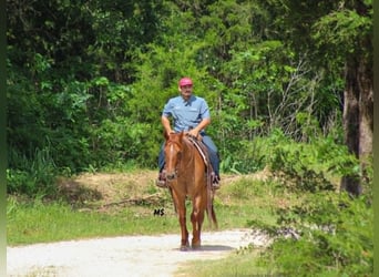 American Quarter Horse, Mare, 7 years, 15 hh, Sorrel
