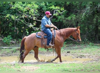 American Quarter Horse, Mare, 7 years, 15 hh, Sorrel