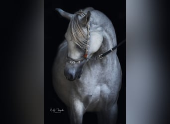Arabian horses, Mare, 9 years, 14.3 hh, Grey-Fleabitten