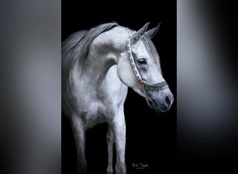 Arabian horses, Mare, 9 years, 14.3 hh, Grey-Fleabitten
