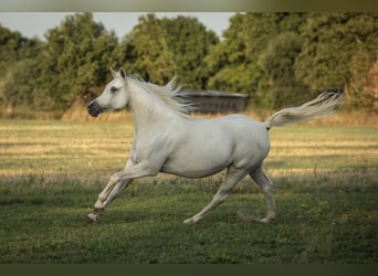 Arabian horses, Mare, 9 years, 14.3 hh, Grey-Fleabitten