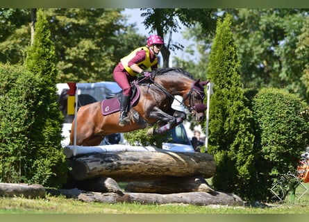 Arabian horses, Stallion, 21 years, 14.1 hh, Bay-Dark