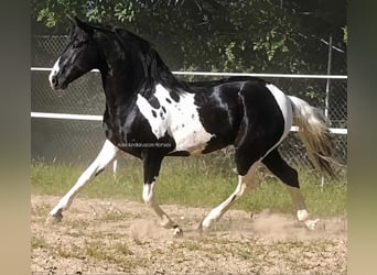 Baroque Pinto, Stallion, 3 years, 15.3 hh