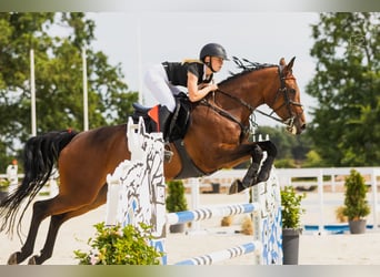 Belgian Warmblood, Mare, Embryo, 16.1 hh, Bay