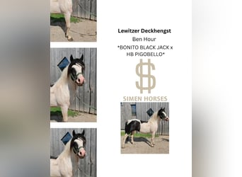 Lewitzer Mix, Stallion, 14 years, 13.3 hh, Pinto