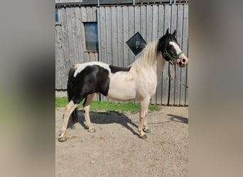 Lewitzer Mix, Stallion, 14 years, 13.3 hh, Pinto