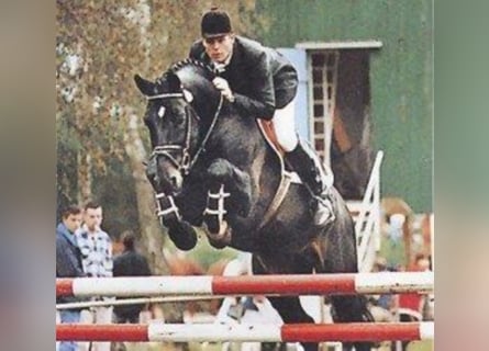 Holstein, Stallion, 42 years, 16.1 hh, Black