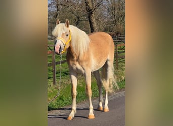 BEST OF TIMES VAN HET NIJENKLOOSTER
