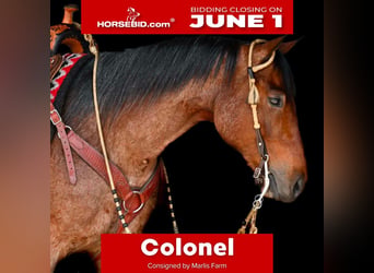 American Quarter Horse, Gelding, 4 years, Roan-Bay, in Rebersburg