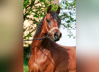 Timora El Mujid