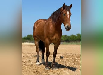 Draft Horse, Gelding, 4 years, 16 hh, Bay