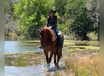 Draft Horse, Gelding, 4 years, 16 hh, Bay
