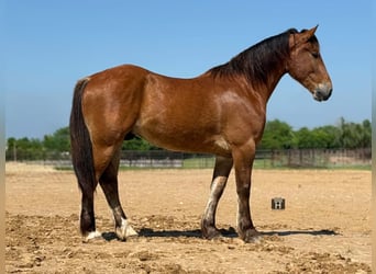 Draft Horse, Gelding, 4 years, 16 hh, Bay