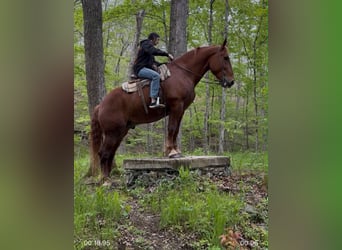 Draft Horse, Gelding, 7 years, 16 hh, Chestnut